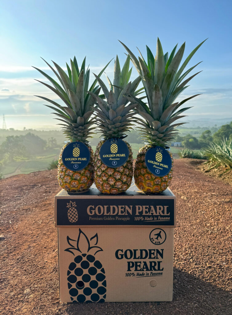 Capitan Piña Panamá – Capitan Piña Panamá – Exportadores de Piñas Panameñas